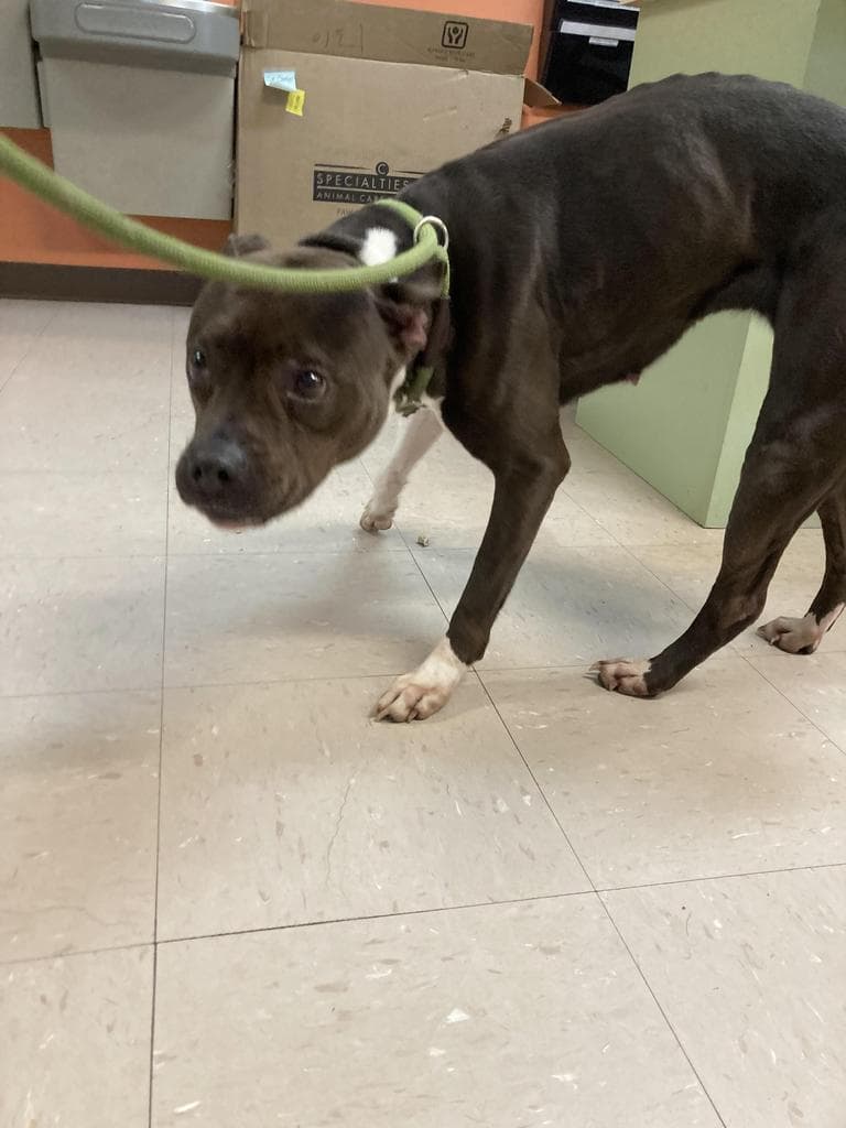 Angelina - American Staffordshire Terrier