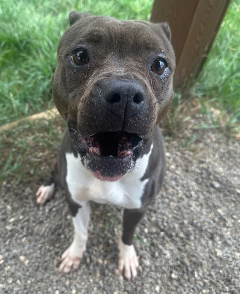 Angelina - American Staffordshire Terrier