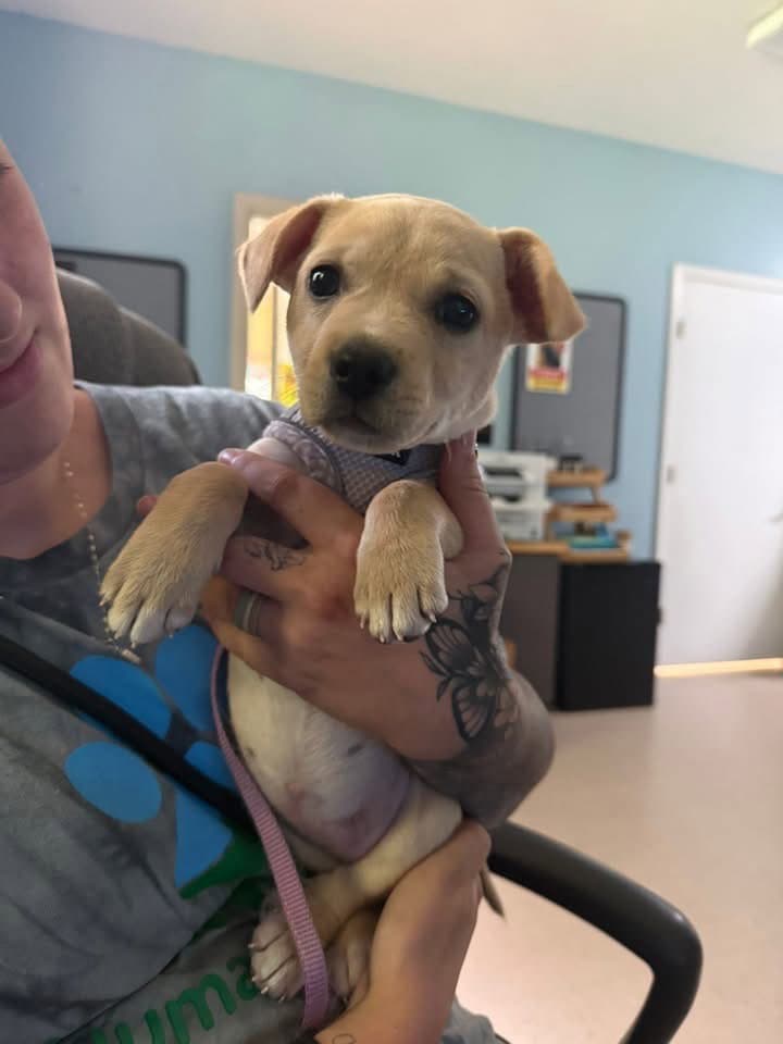 Tessa - Chihuahua