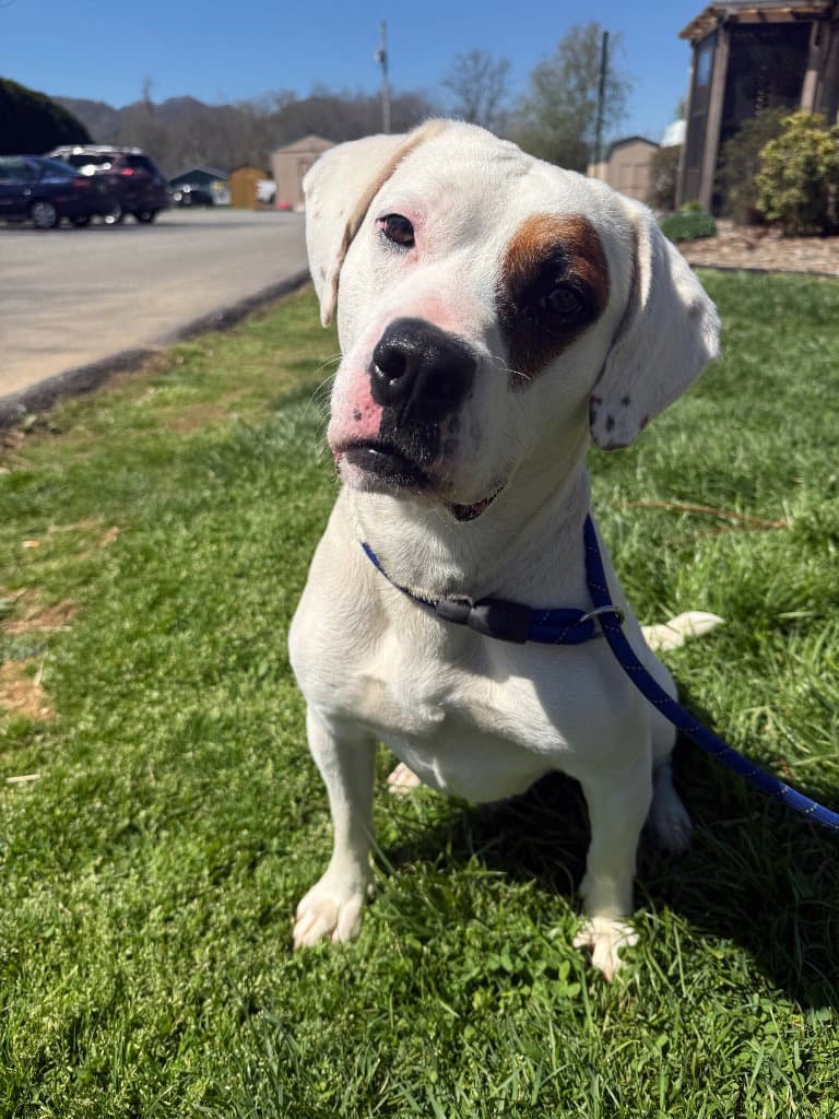 Patch - American Bulldog