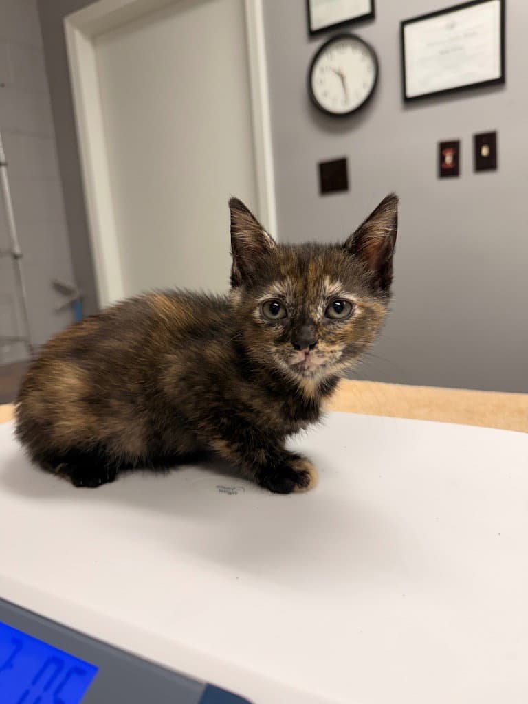 Aero - Domestic Short Hair