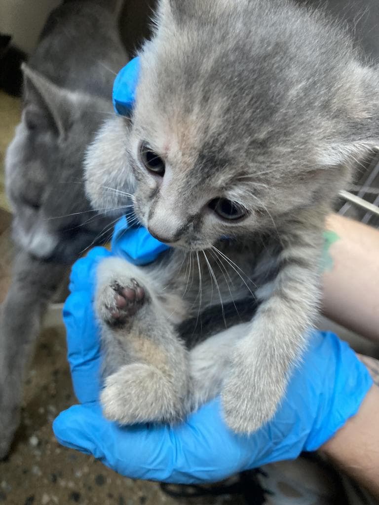 Azure - Domestic Short Hair
