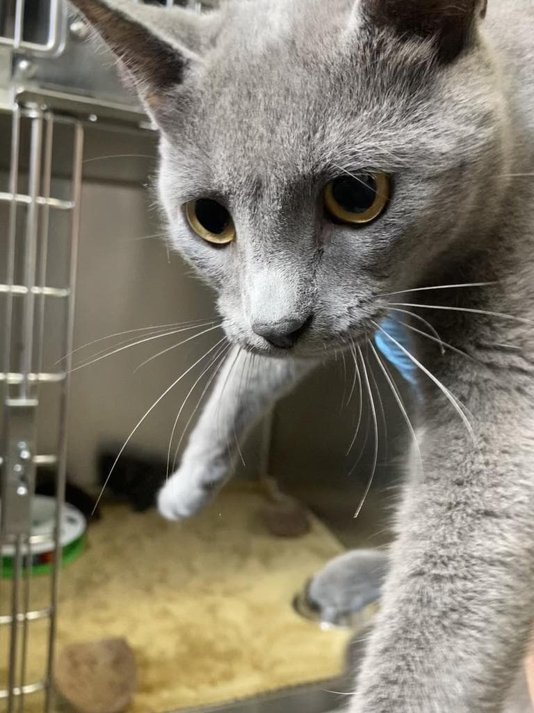 Blue - Domestic Short Hair