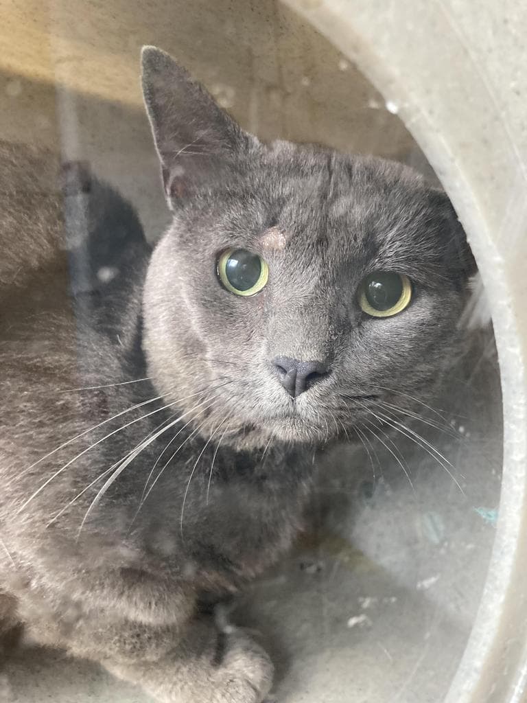 Peppercorn - Domestic Short Hair