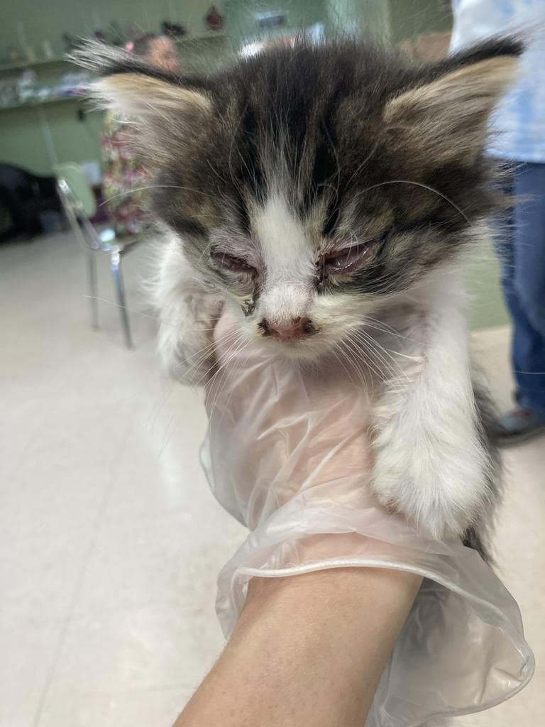 Lemon Balm - Domestic Short Hair