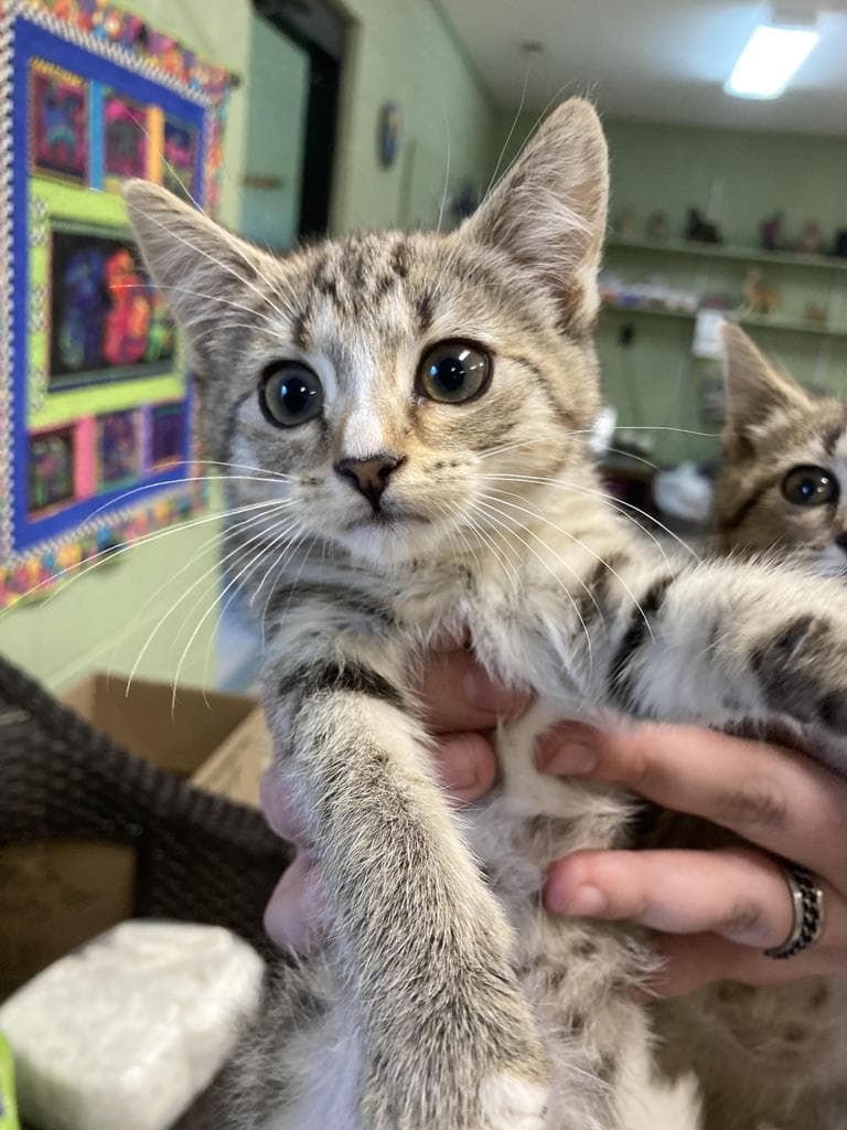 Gigi - Domestic Short Hair