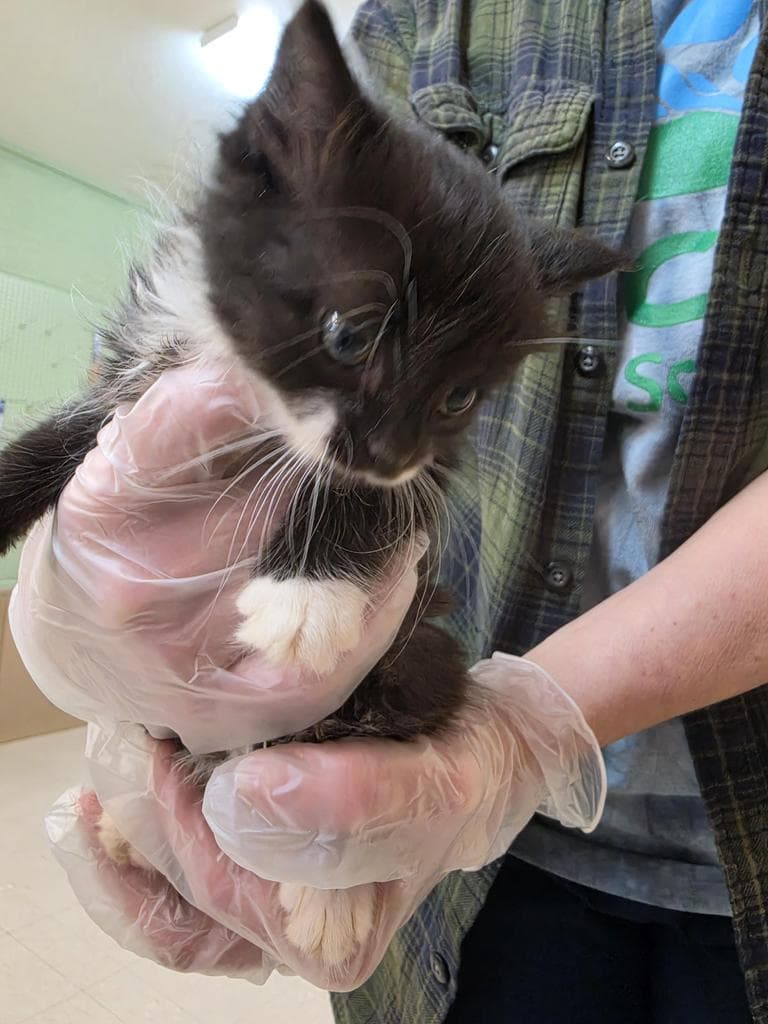 Hyacinth - Domestic Short Hair