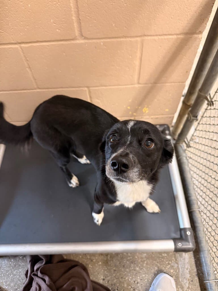 Janelle - Border Collie