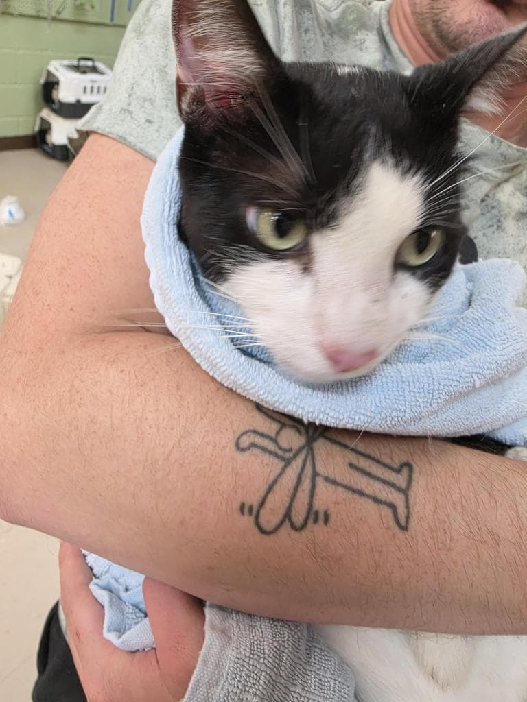 Neptune - Domestic Short Hair
