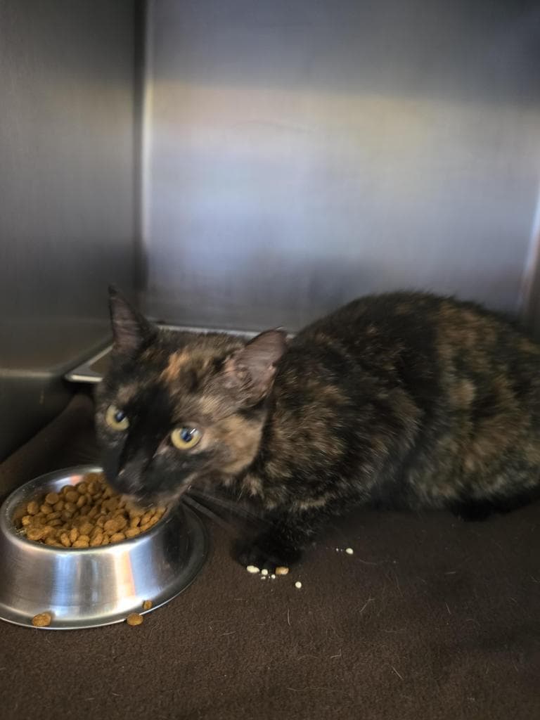 Posie - Domestic Short Hair