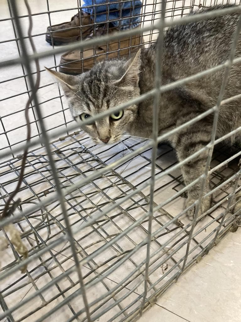 Hi Chew - Domestic Short Hair