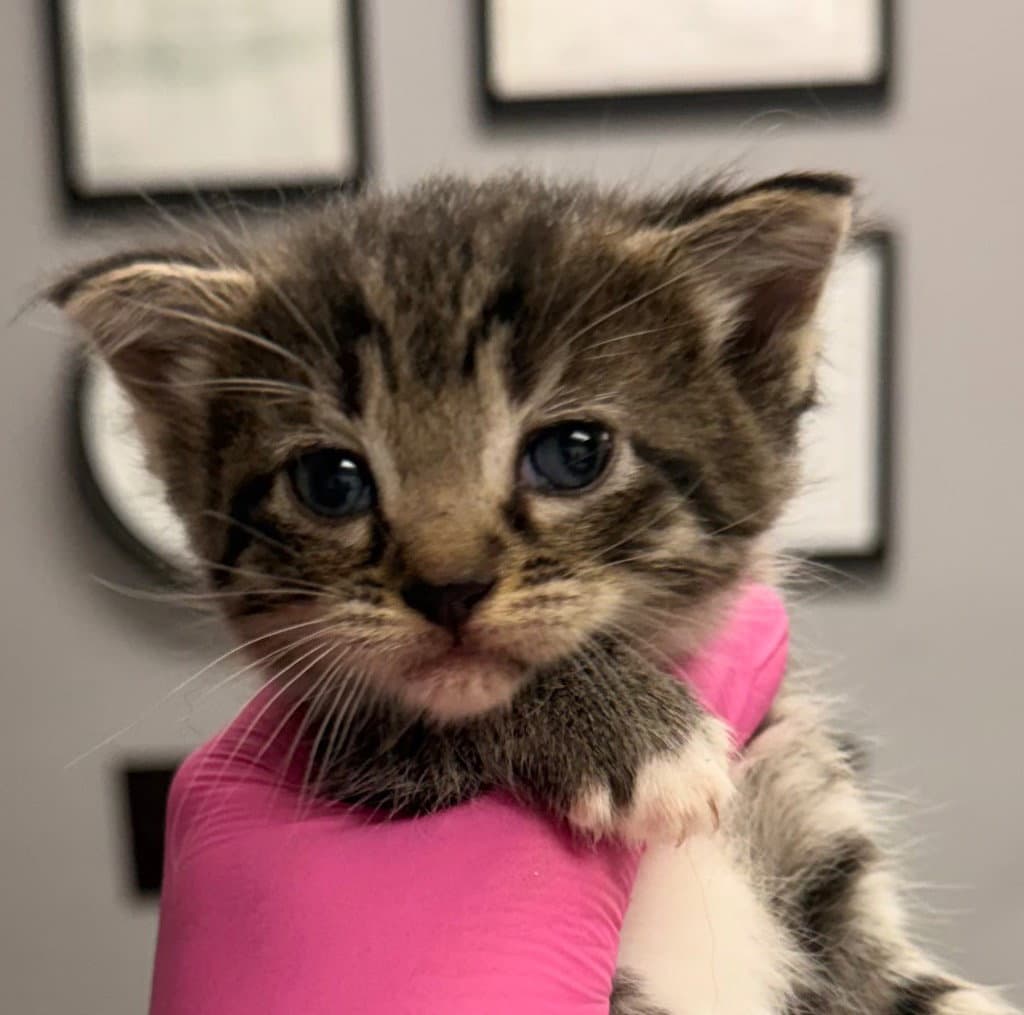 Katz - Domestic Medium Hair