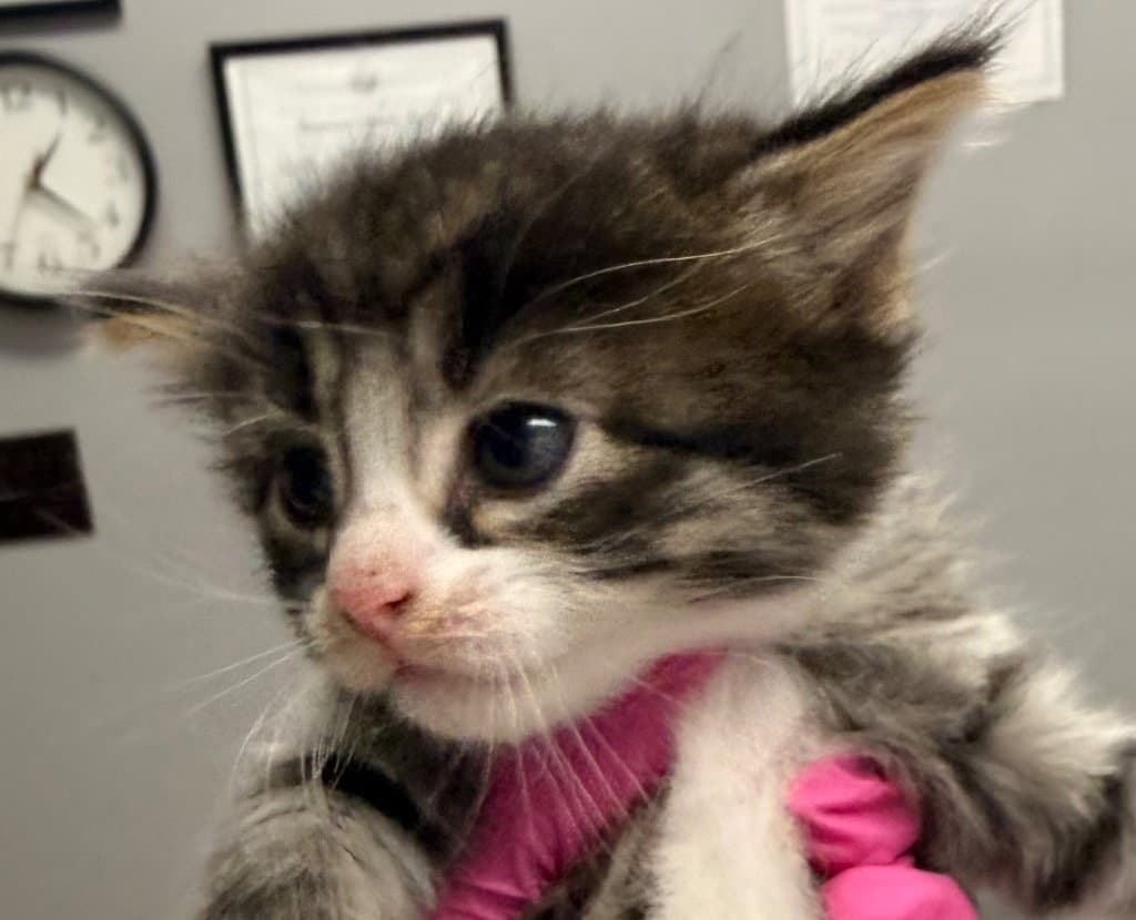 Kona - Domestic Medium Hair
