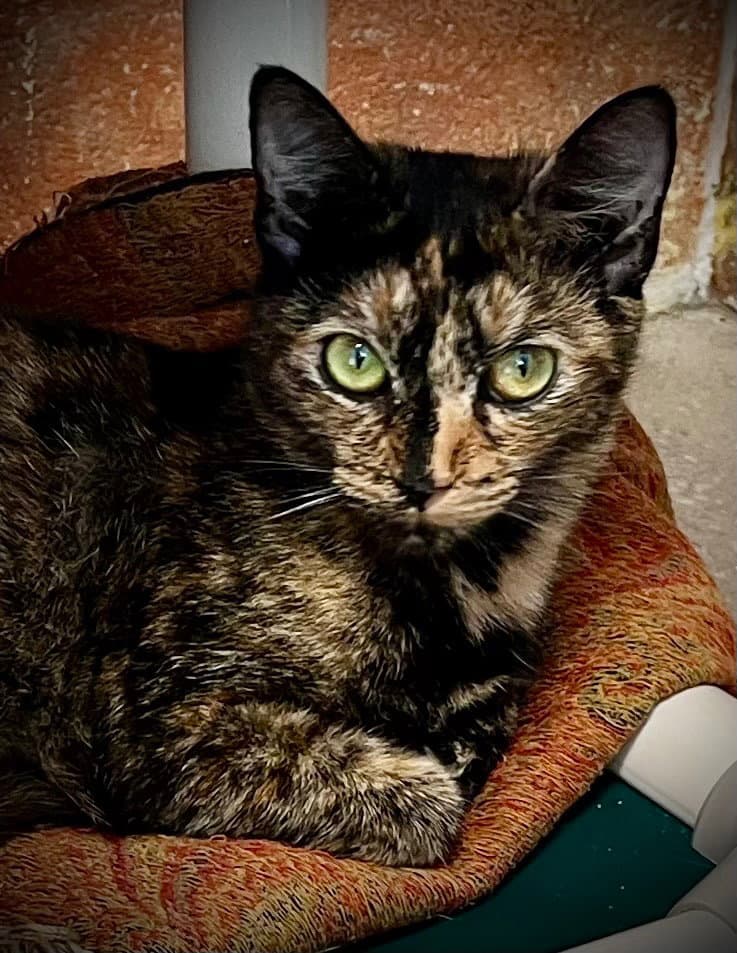 Queen - Domestic Short Hair