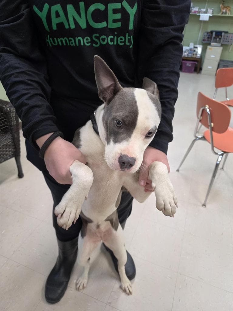 Beth - American Staffordshire Terrier