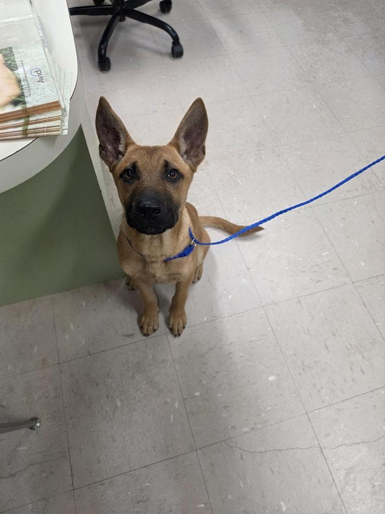 Rip - German Shepherd Dog