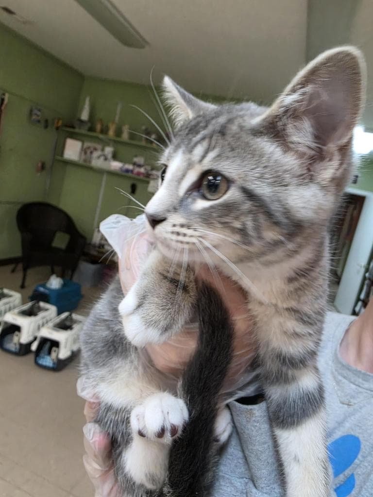 Jenga - Domestic Short Hair