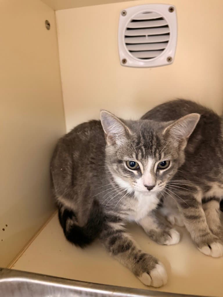 Jenga - Domestic Short Hair