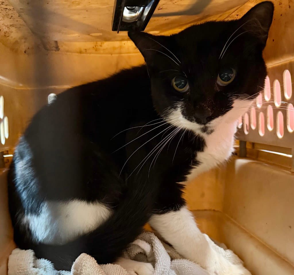 Checkers - Domestic Short Hair