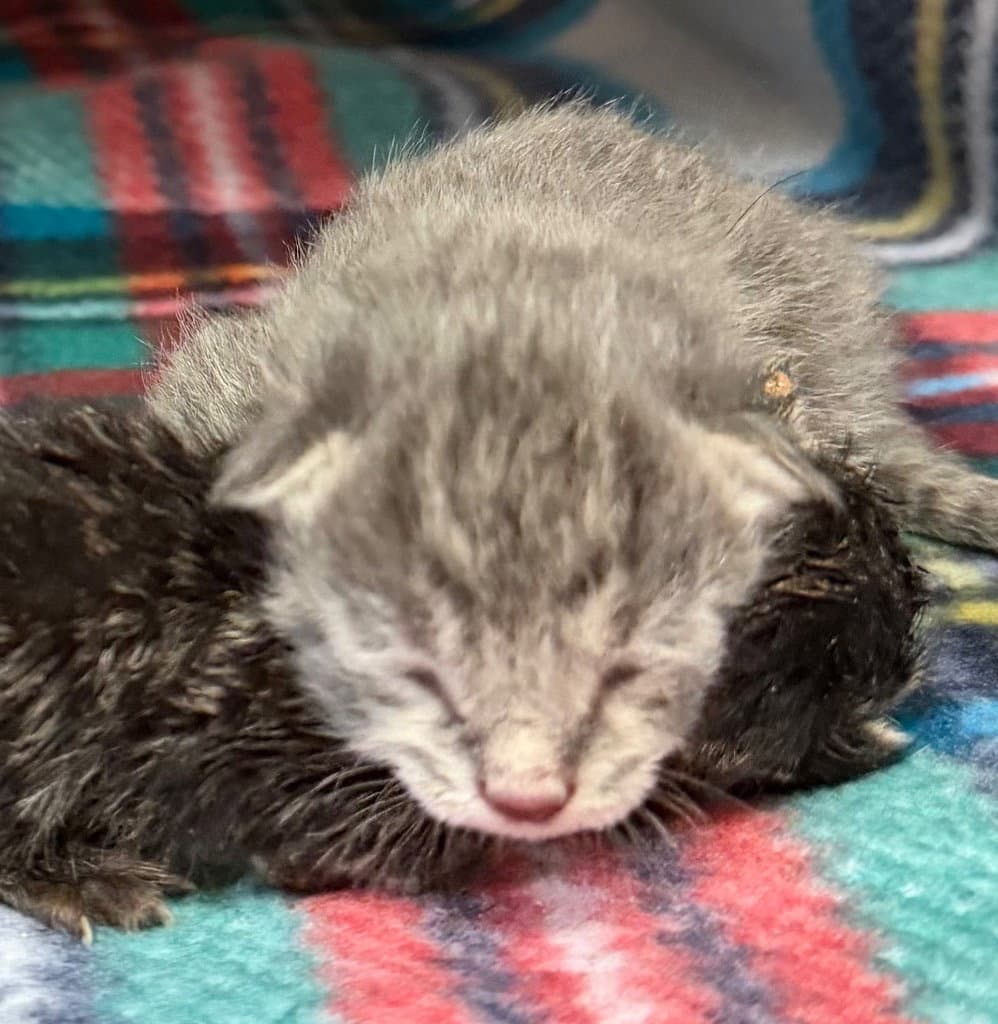 Kelly - Domestic Short Hair