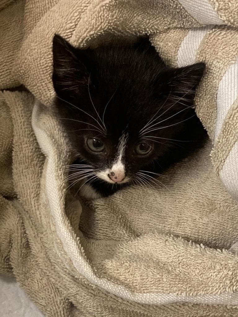 Quahog - Domestic Short Hair