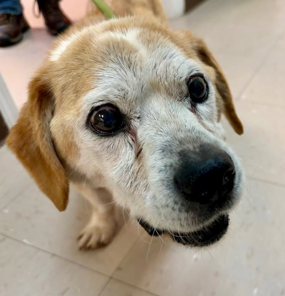 Ulrich - Beagle