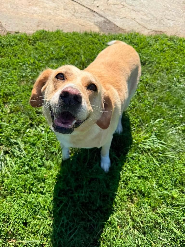Bella Aka Hope - Labrador Retriever