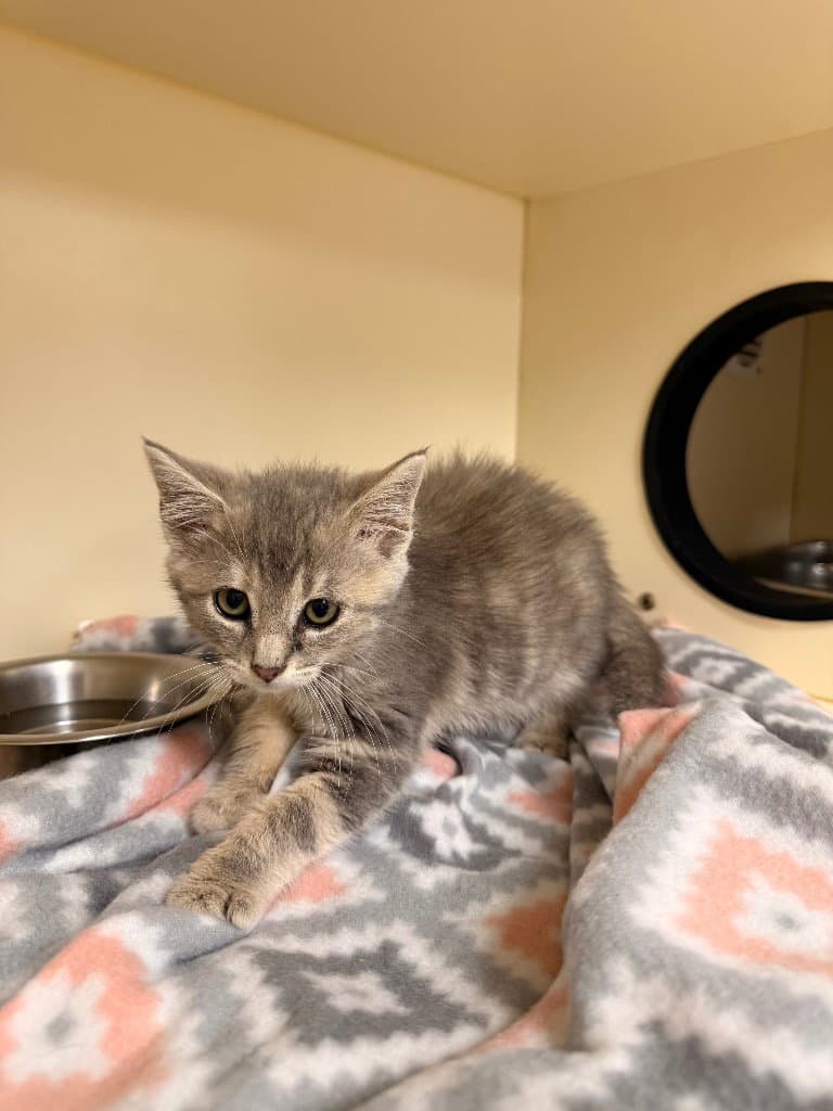 Earwig - Domestic Short Hair