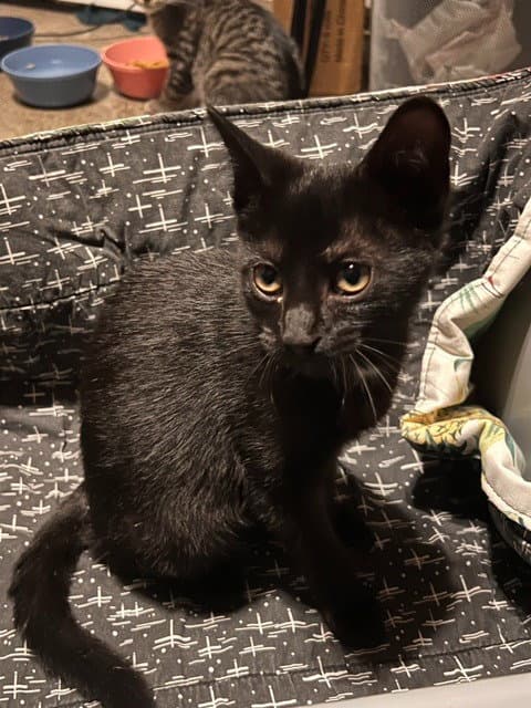 Greta - Domestic Short Hair