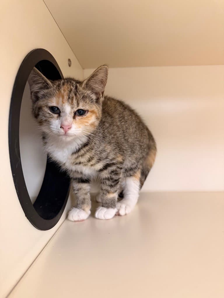 Indiana - Domestic Short Hair