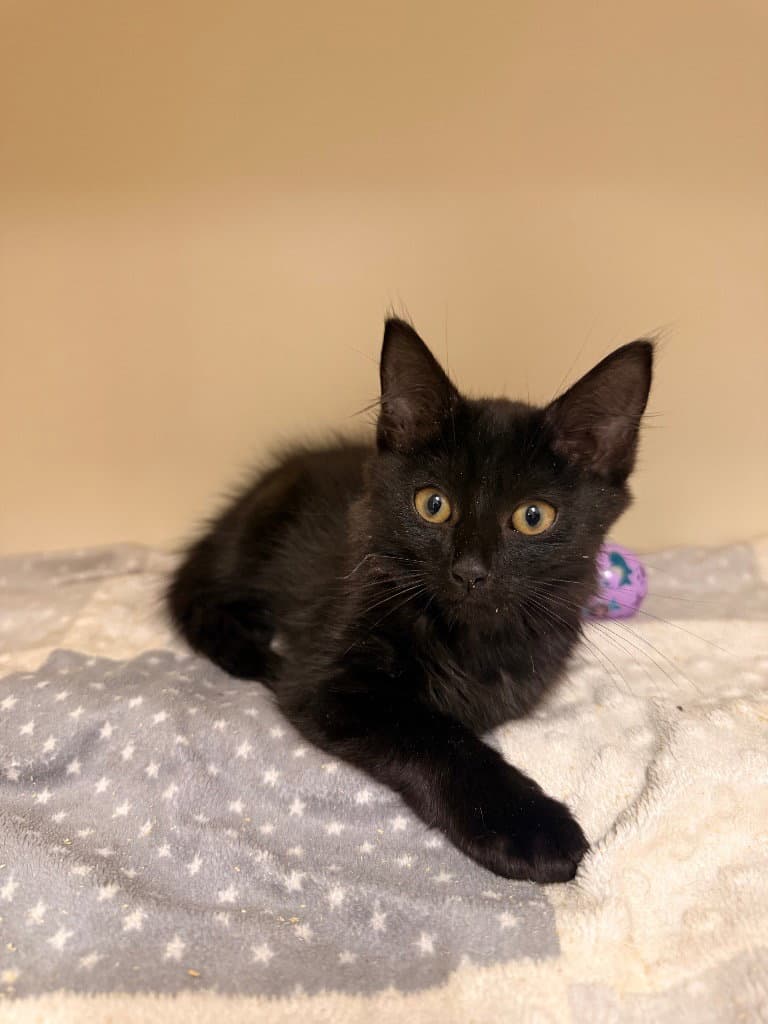 Donut - Domestic Medium Hair