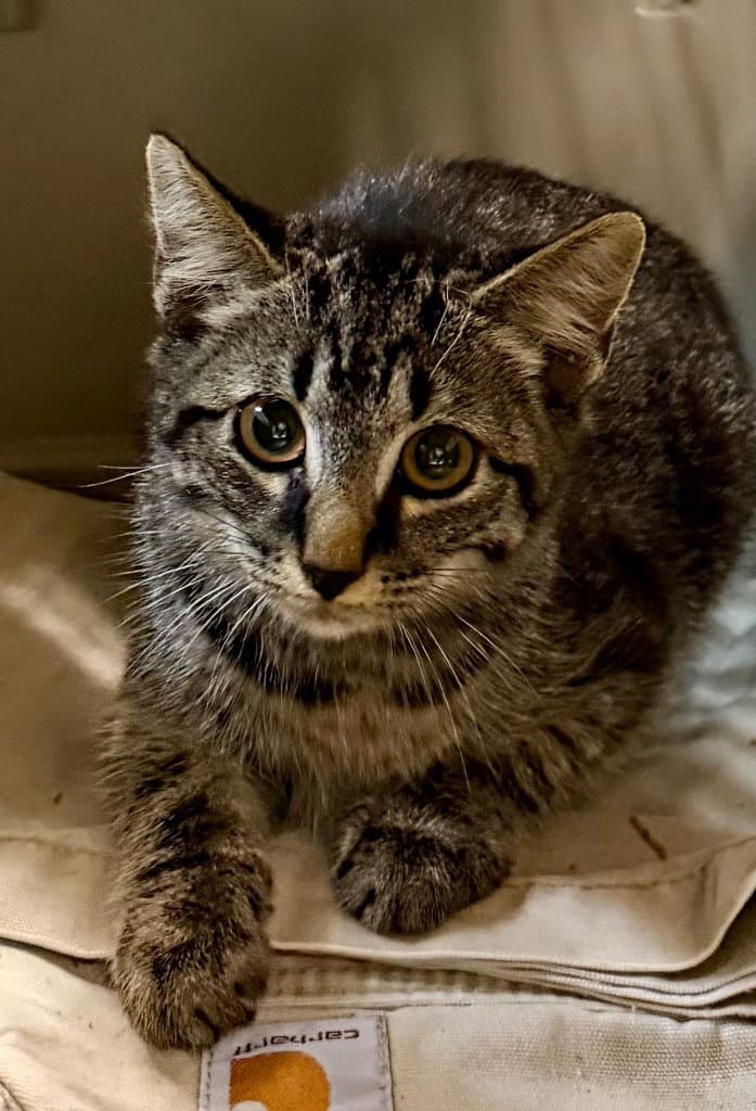 Echo - Domestic Short Hair