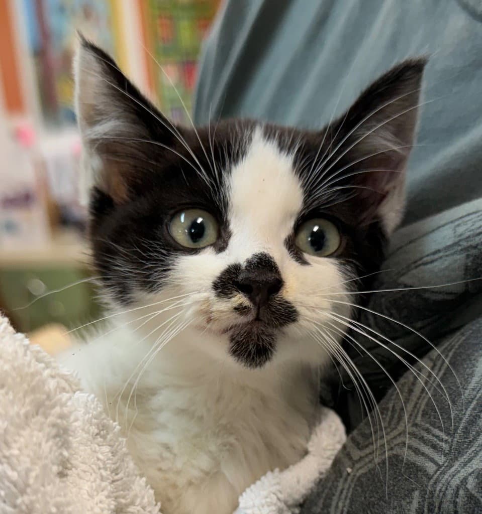 Zola - Domestic Short Hair