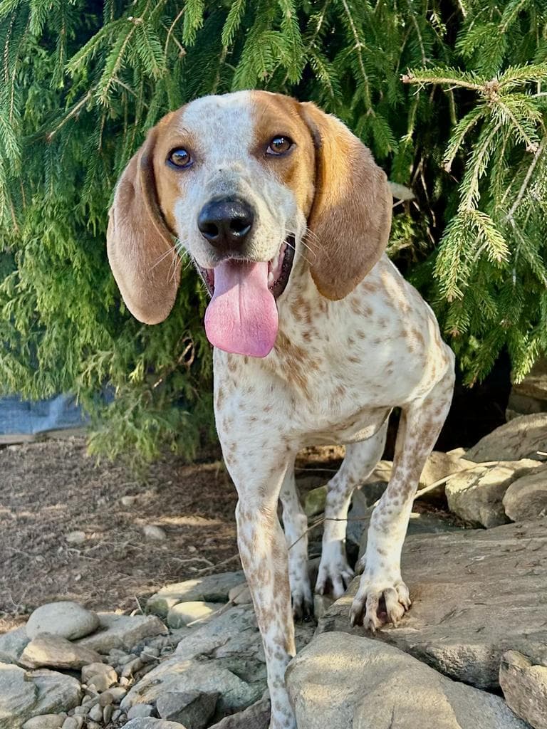 Sunflower - Coonhound