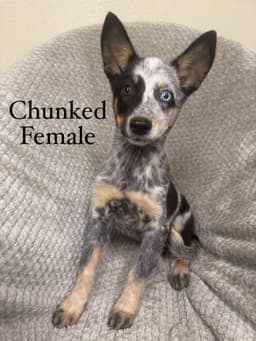 Chunked image 1