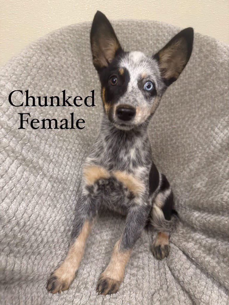 Chunked