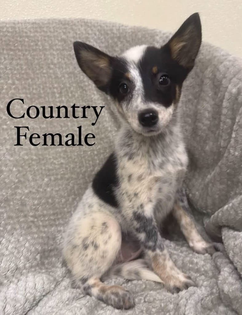 Country - Husky