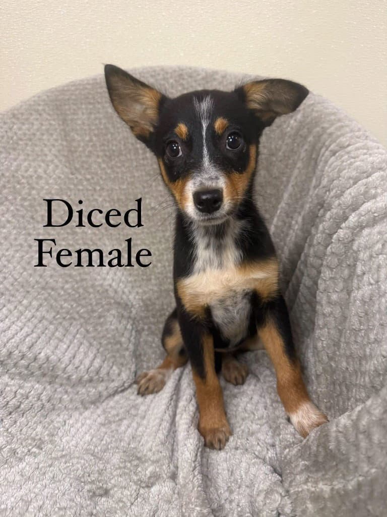Diced - Husky