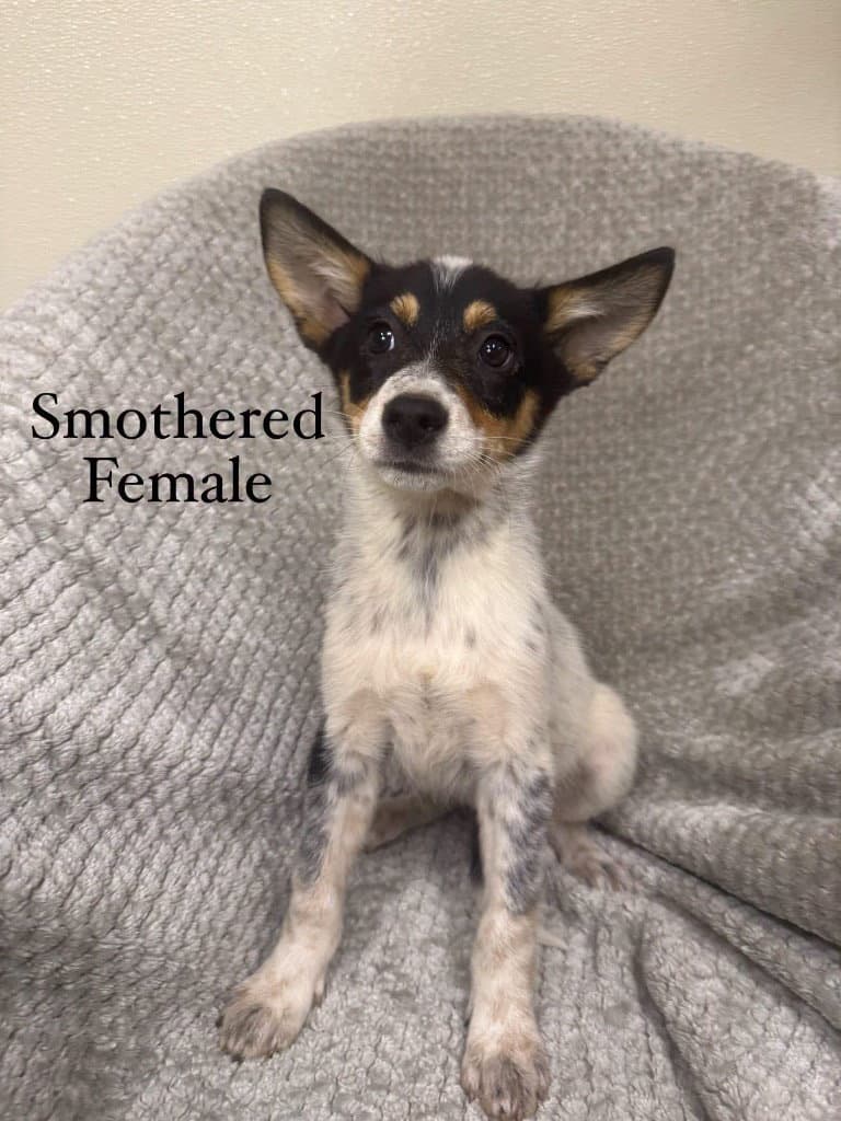 Smothered - Husky
