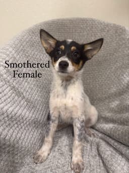 Smothered image 1