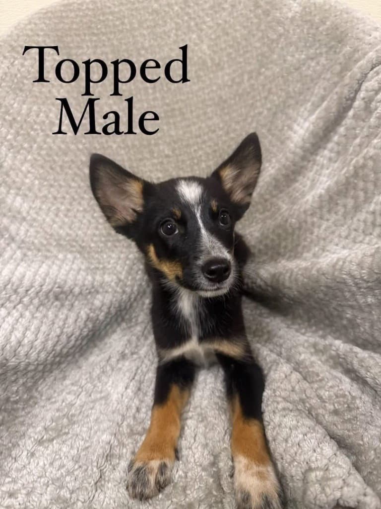 Topped - Husky
