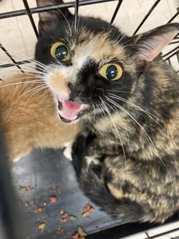Yawn image 1