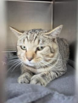 Figaro image 1