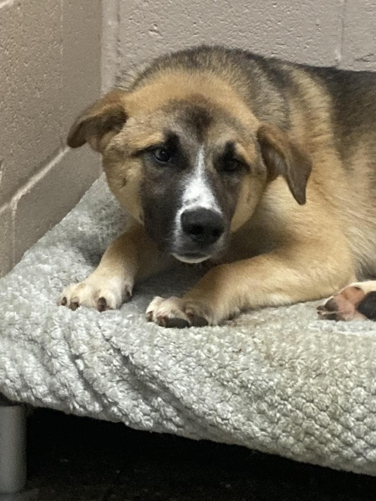 Kai - Husky