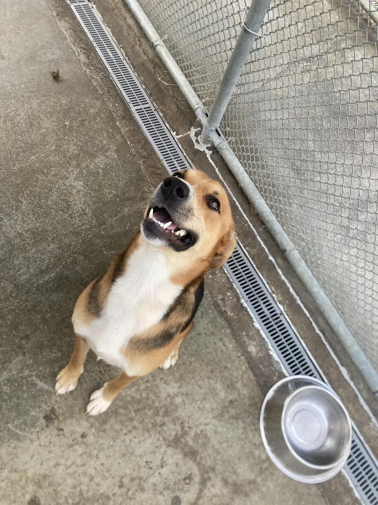 Shae - Hound