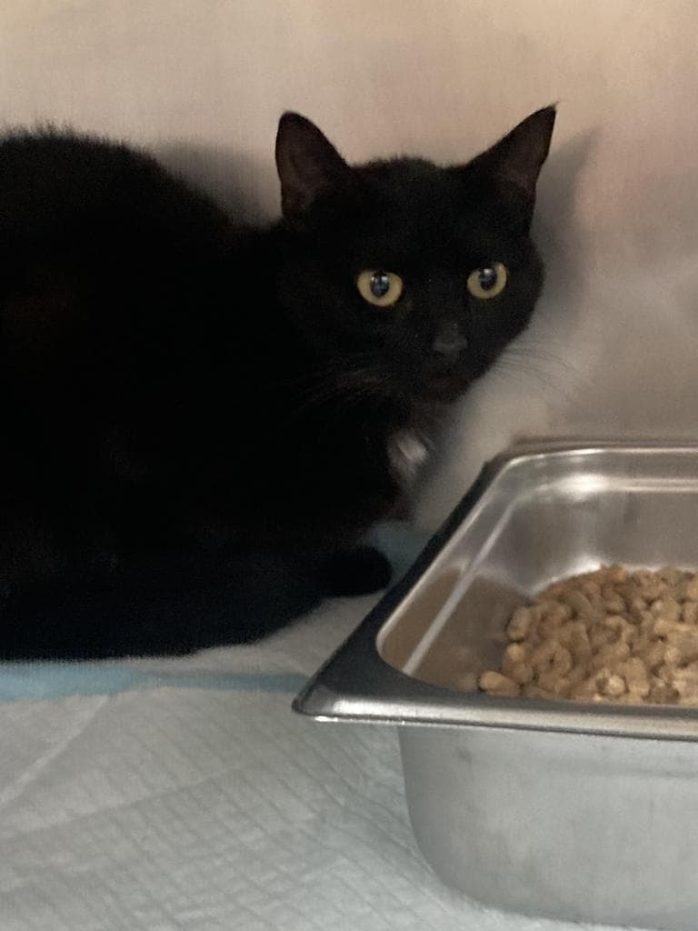 Atlas - Domestic Short Hair