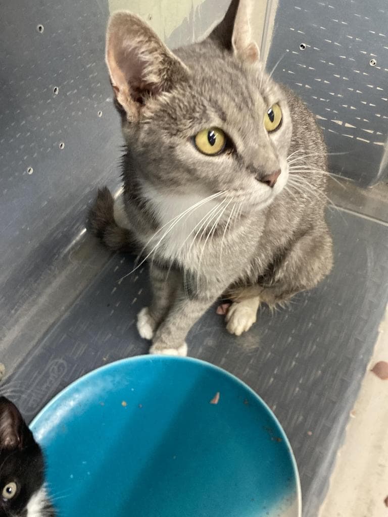 Lisa - Domestic Short Hair