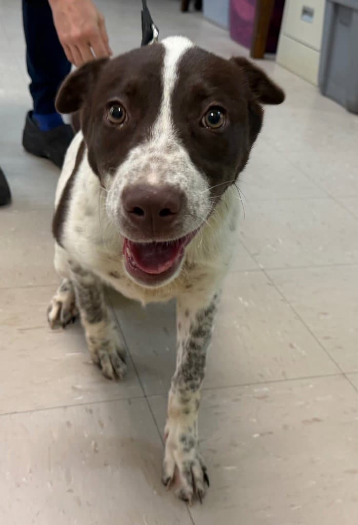 Viviana - Australian Cattle Dog/Blue Heeler