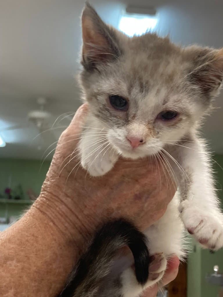 Ember - Domestic Short Hair