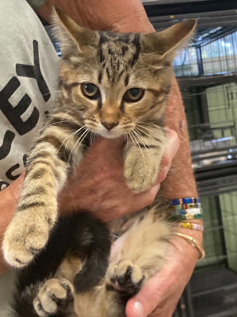 Ferbette - Domestic Short Hair